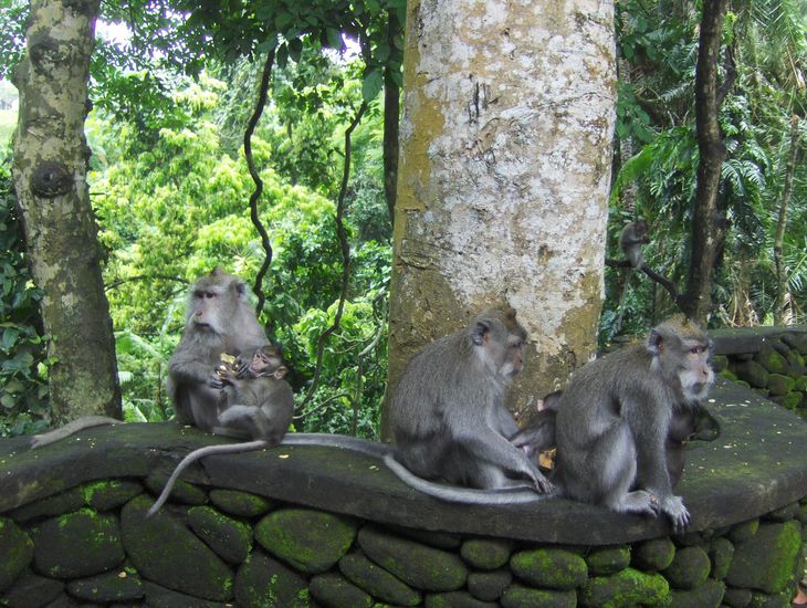 Bali, majom1