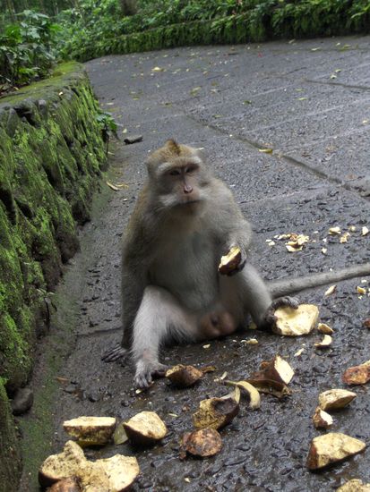 Bali, majom2