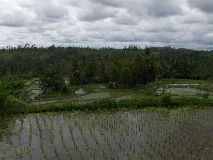 Bali, rizs5