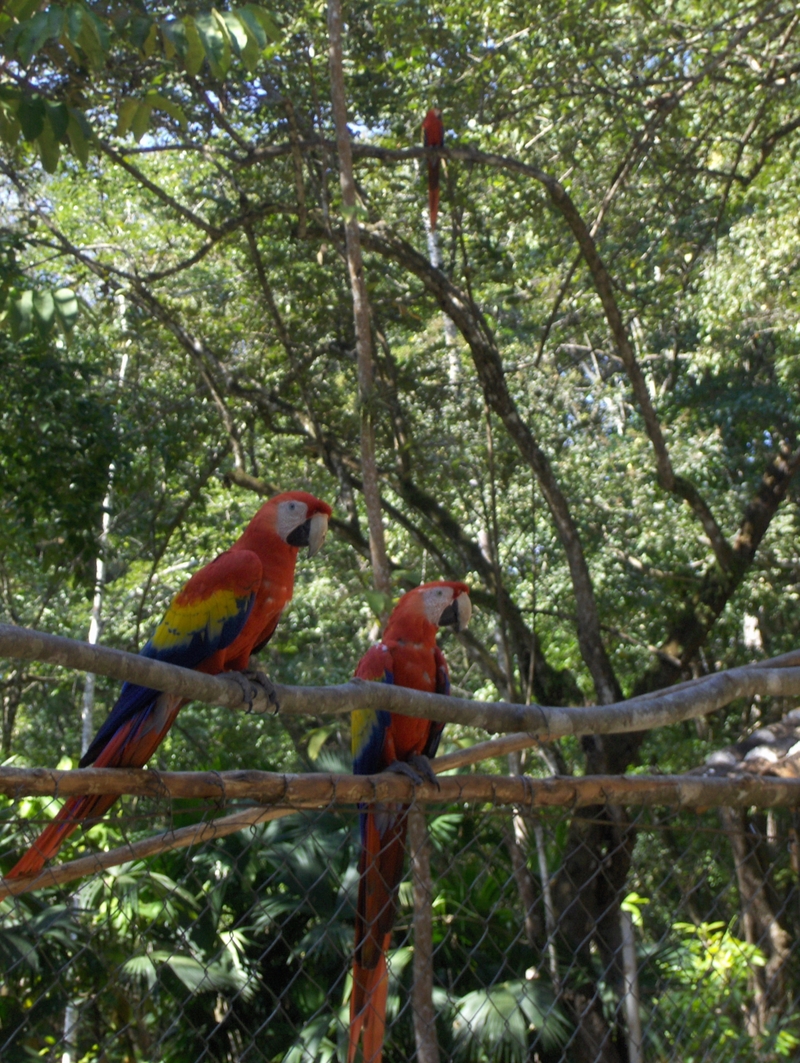 Honduras, papagaj