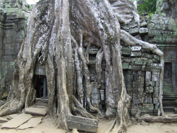 Angkor: a dzsungel és a kő ölelése