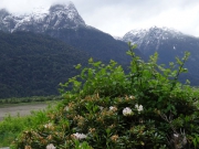 Keresztül az Andokon (3. rész): búcsú Chile virágaitól