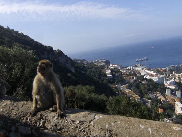 Gibraltár szabadon élő majmai
