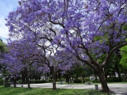 Riport Buenos Airesből virágzó jacaranda fákba csomagolva