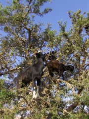 Marokkó: Agadír és a fán legelő kecskék